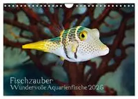 CALVENDO / Plett |  Fischzauber - Wundervolle Aquarienfische (Wandkalender 2025 DIN A4 quer), CALVENDO Monatskalender | Sonstiges |  Sack Fachmedien