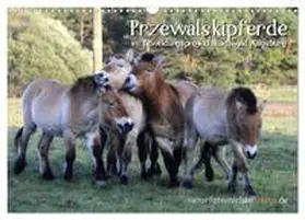 Thoma / CALVENDO |  Przewalskipferde (Wandkalender 2025 DIN A3 quer), CALVENDO Monatskalender | Sonstiges |  Sack Fachmedien