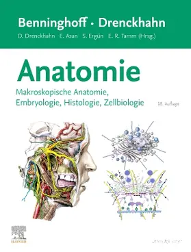 Asan / Drenckhahn / Ergün | Benninghoff/Drenckhahn, Anatomie | Buch | 978-3-437-42352-9 | sack.de