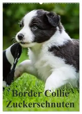 CALVENDO / Mayer |  Border Collie Zuckerschnuten (Wandkalender 2025 DIN A2 hoch), CALVENDO Monatskalender | Sonstiges |  Sack Fachmedien
