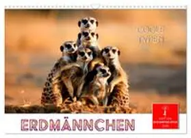 CALVENDO / Roder |  Erdmännchen - coole Typen (Wandkalender 2025 DIN A3 quer), CALVENDO Monatskalender | Sonstiges |  Sack Fachmedien