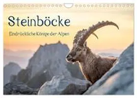 Kramer / CALVENDO |  Steinböcke - Eindrückliche Könige der Alpen (Wandkalender 2026 DIN A4 quer), CALVENDO Monatskalender | Sonstiges |  Sack Fachmedien