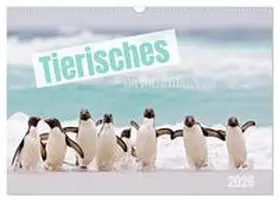 Odermatt / CALVENDO |  Tierisches von den Falklandinseln (Wandkalender 2026 DIN A3 quer), CALVENDO Monatskalender | Sonstiges |  Sack Fachmedien