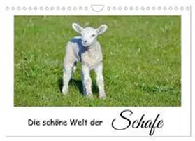 Rohde / CALVENDO |  Die schöne Welt der Schafe (Wandkalender 2026 DIN A4 quer), CALVENDO Monatskalender | Sonstiges |  Sack Fachmedien