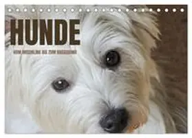 Rohde / CALVENDO |  Hunde - vom Mischling bis zum Rassehund (Tischkalender 2026 DIN A5 quer), CALVENDO Monatskalender | Sonstiges |  Sack Fachmedien
