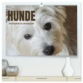 Rohde / CALVENDO |  Hunde - vom Mischling bis zum Rassehund (hochwertiger Premium Wandkalender 2026 DIN A2 quer), Kunstdruck in Hochglanz | Sonstiges |  Sack Fachmedien