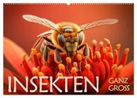 Rohr / CALVENDO |  Insekten ganz gross (Wandkalender 2026 DIN A2 quer), CALVENDO Monatskalender | Sonstiges |  Sack Fachmedien