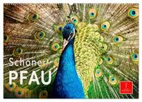 Roder / CALVENDO |  Schöner Pfau (Wandkalender 2026 DIN A2 quer), CALVENDO Monatskalender | Sonstiges |  Sack Fachmedien