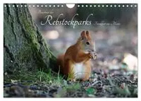 Fuchs / CALVENDO |  Bewohner des Rebstockparks Frankfurt am Main (Wandkalender 2026 DIN A4 quer), CALVENDO Monatskalender | Sonstiges |  Sack Fachmedien