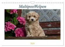 Schultz / CALVENDO |  Maltipoo Welpen (Wandkalender 2026 DIN A4 quer), CALVENDO Monatskalender | Sonstiges |  Sack Fachmedien