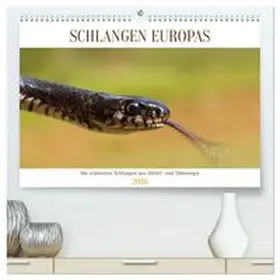 Simlinger / CALVENDO |  Schlangen Europas (hochwertiger Premium Wandkalender 2026 DIN A2 quer), Kunstdruck in Hochglanz | Sonstiges |  Sack Fachmedien