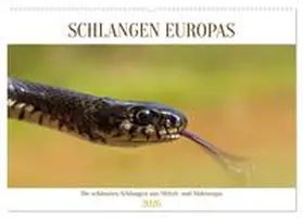 Simlinger / CALVENDO |  Schlangen Europas (Wandkalender 2026 DIN A2 quer), CALVENDO Monatskalender | Sonstiges |  Sack Fachmedien