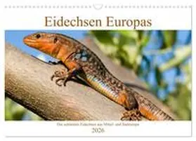 Simlinger / CALVENDO |  Eidechsen Europas (Wandkalender 2026 DIN A3 quer), CALVENDO Monatskalender | Sonstiges |  Sack Fachmedien
