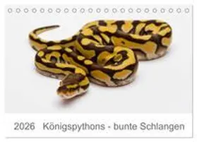 Lang / CALVENDO |  Königspythons - bunte Schlangen (Tischkalender 2026 DIN A5 quer), CALVENDO Monatskalender | Sonstiges |  Sack Fachmedien