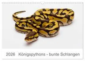 Lang / CALVENDO |  Königspythons - bunte Schlangen (Wandkalender 2026 DIN A3 quer), CALVENDO Monatskalender | Sonstiges |  Sack Fachmedien