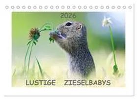 Lang / CALVENDO |  Lustige Zieselbabys (Tischkalender 2026 DIN A5 quer), CALVENDO Monatskalender | Sonstiges |  Sack Fachmedien