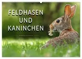 Roder / CALVENDO |  Feldhasen und Kaninchen (Wandkalender 2026 DIN A2 quer), CALVENDO Monatskalender | Sonstiges |  Sack Fachmedien