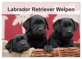 Faber / CALVENDO |  Labrador Retriever Welpen (Wandkalender 2026 DIN A2 quer), CALVENDO Monatskalender | Sonstiges |  Sack Fachmedien