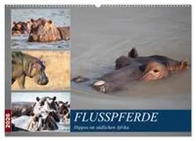 Quentin / CALVENDO |  Hippos im südlichen Afrika (Wandkalender 2026 DIN A2 quer), CALVENDO Monatskalender | Sonstiges |  Sack Fachmedien