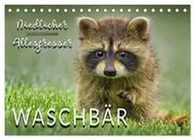 Roder / CALVENDO |  Waschbär - Niedlicher Allesfresser (Tischkalender 2026 DIN A5 quer), CALVENDO Monatskalender | Sonstiges |  Sack Fachmedien