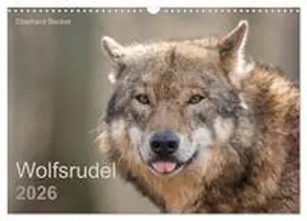 Becker / CALVENDO |  Wolfsrudel (Wandkalender 2026 DIN A3 quer), CALVENDO Monatskalender | Sonstiges |  Sack Fachmedien