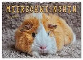 Roder / CALVENDO |  Meerschweinchen - so süß (Wandkalender 2026 DIN A2 quer), CALVENDO Monatskalender | Sonstiges |  Sack Fachmedien
