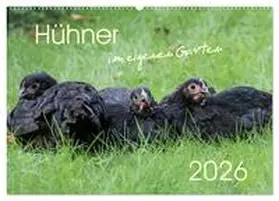 Stephan / CALVENDO |  Hühner im eigenen Garten (Wandkalender 2026 DIN A2 quer), CALVENDO Monatskalender | Sonstiges |  Sack Fachmedien