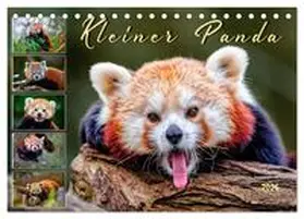 Roder / CALVENDO |  Kleiner Panda (Tischkalender 2026 DIN A5 quer), CALVENDO Monatskalender | Sonstiges |  Sack Fachmedien