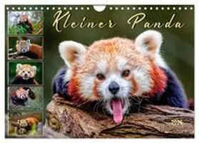 Roder / CALVENDO |  Kleiner Panda (Wandkalender 2026 DIN A4 quer), CALVENDO Monatskalender | Sonstiges |  Sack Fachmedien