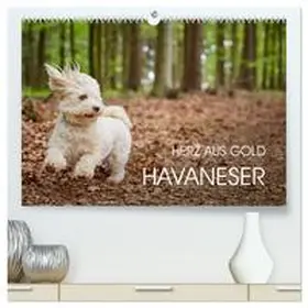 Mayer / CALVENDO |  Havaneser - Herz aus Gold (hochwertiger Premium Wandkalender 2026 DIN A2 quer), Kunstdruck in Hochglanz | Sonstiges |  Sack Fachmedien