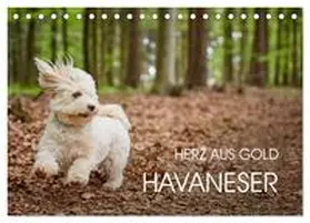 Mayer / CALVENDO |  Havaneser - Herz aus Gold (Tischkalender 2026 DIN A5 quer), CALVENDO Monatskalender | Sonstiges |  Sack Fachmedien