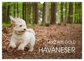 Mayer / CALVENDO |  Havaneser - Herz aus Gold (Wandkalender 2026 DIN A3 quer), CALVENDO Monatskalender | Sonstiges |  Sack Fachmedien