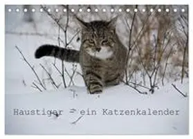 Becker / CALVENDO |  Haustiger - Ein Katzenkalender (Tischkalender 2026 DIN A5 quer), CALVENDO Monatskalender | Sonstiges |  Sack Fachmedien
