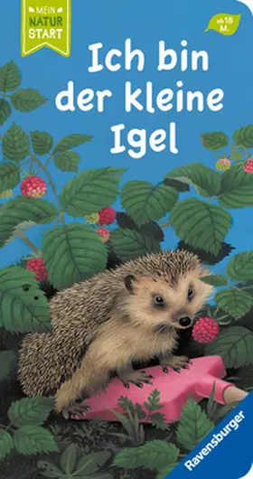 Stottele |  Ich bin der kleine Igel | Buch |  Sack Fachmedien