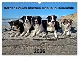 Busch / CALVENDO |  Border Collies machen Urlaub in Dänemark (Wandkalender 2026 DIN A3 quer), CALVENDO Monatskalender | Sonstiges |  Sack Fachmedien