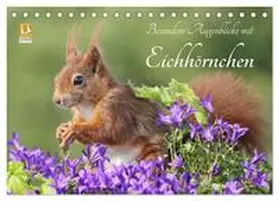 Meier / CALVENDO |  Besondere Augenblicke mit Eichhörnchen (Tischkalender 2026 DIN A5 quer), CALVENDO Monatskalender | Sonstiges |  Sack Fachmedien