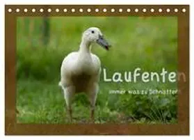 CALVENDO / Münzel-Hashish - www.tierphotografie.com |  Laufenten immer was zu Schnattern (Tischkalender 2026 DIN A5 quer), CALVENDO Monatskalender | Sonstiges |  Sack Fachmedien