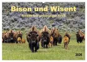 Roder / CALVENDO |  Bison und Wisent - Riesen mit unbändiger Kraft (Wandkalender 2026 DIN A2 quer), CALVENDO Monatskalender | Sonstiges |  Sack Fachmedien