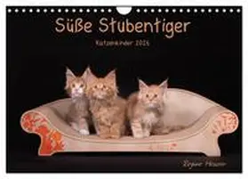 Heuser / CALVENDO |  Süße Stubentiger - Katzenkinder (Wandkalender 2026 DIN A4 quer), CALVENDO Monatskalender | Sonstiges |  Sack Fachmedien