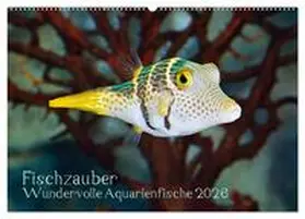 Plett / CALVENDO |  Fischzauber - Wundervolle Aquarienfische (Wandkalender 2026 DIN A2 quer), CALVENDO Monatskalender | Sonstiges |  Sack Fachmedien