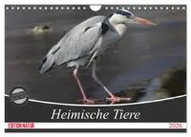 SchnelleWelten / CALVENDO |  Heimische Tiere (Wandkalender 2026 DIN A4 quer), CALVENDO Monatskalender | Sonstiges |  Sack Fachmedien