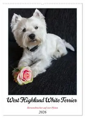 Rohde / CALVENDO |  West Highland White Terrier - Herzensbrecher auf vier Pfoten (Wandkalender 2026 DIN A2 hoch), CALVENDO Monatskalender | Sonstiges |  Sack Fachmedien