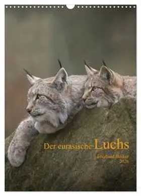 Becker / CALVENDO |  Der eurasische Luchs (Wandkalender 2026 DIN A3 hoch), CALVENDO Monatskalender | Sonstiges |  Sack Fachmedien