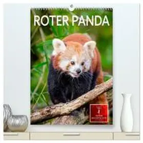Roder / CALVENDO |  Roter Panda (hochwertiger Premium Wandkalender 2026 DIN A2 hoch), Kunstdruck in Hochglanz | Sonstiges |  Sack Fachmedien