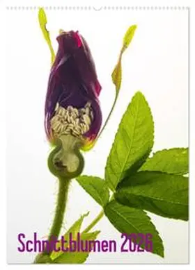 Weber-Gebert / CALVENDO |  Schnittblumen 2026 (Wandkalender 2026 DIN A2 hoch), CALVENDO Monatskalender | Sonstiges |  Sack Fachmedien