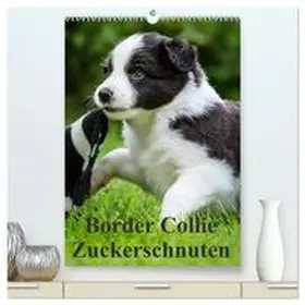Mayer / CALVENDO |  Border Collie Zuckerschnuten (hochwertiger Premium Wandkalender 2026 DIN A2 hoch), Kunstdruck in Hochglanz | Sonstiges |  Sack Fachmedien