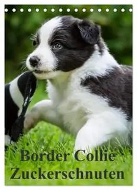 Mayer / CALVENDO |  Border Collie Zuckerschnuten (Tischkalender 2026 DIN A5 hoch), CALVENDO Monatskalender | Sonstiges |  Sack Fachmedien
