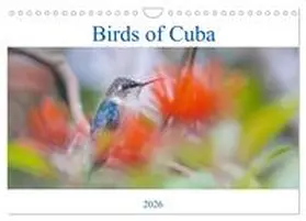 Wielicki |  Birds of Cuba Island (Wall Calendar 2026 DIN A4 landscape), CALVENDO 12 Month Wall Calendar | Sonstiges |  Sack Fachmedien