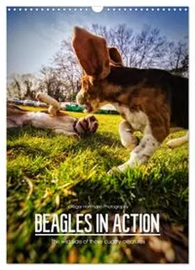 Hartmann / CALVENDO |  Beagles in action (Wall Calendar 2026 DIN A3 portrait), CALVENDO 12 Month Wall Calendar | Sonstiges |  Sack Fachmedien