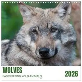 CALVENDO / Rohde |  Wolves - fascinating wild animals (Wall Calendar 2026 12 × 12 Inch) CALVENDO 12 Month Wall Calendar | Sonstiges |  Sack Fachmedien